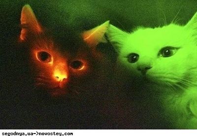 кошка кошка