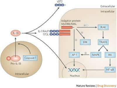 Контроль воспаления в жировых клетках для борьбы с диабетом, вызванным ожирением