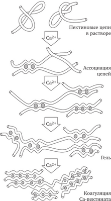 Пектиновая сила