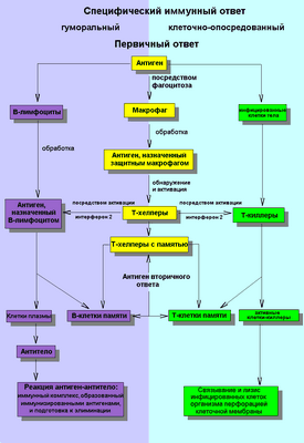 Как ВИЧ калечит иммунные клетки