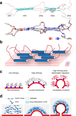 Потеря липид-регулирующего гена способствует распространению рака простаты